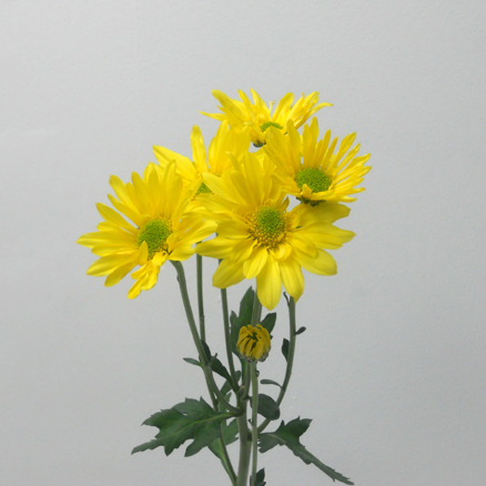 Marguerite Jaune